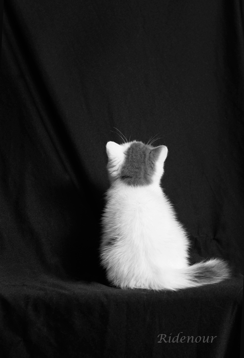 Patricia Ridenour_cat show photography-TICA_exotic short hair kittens